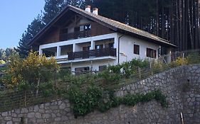 Tra il bosco e il lago